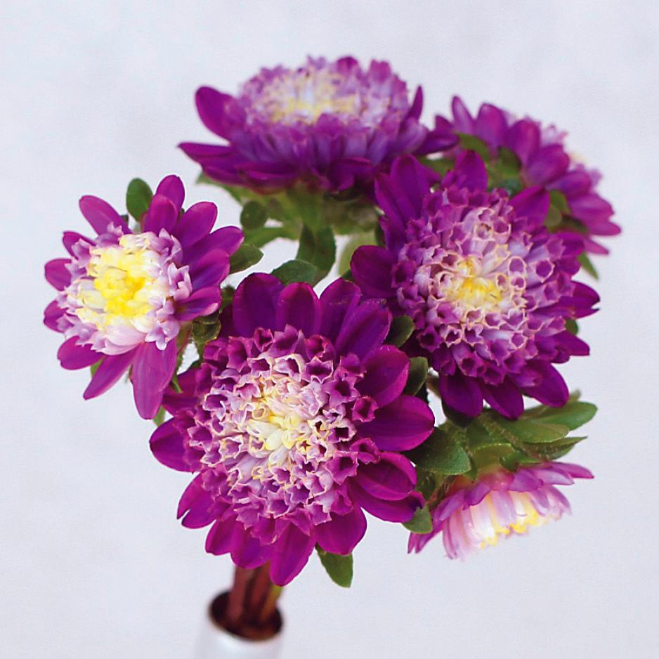 製品一覧 | 花き栽培のツボ | 福花園種苗株式会社